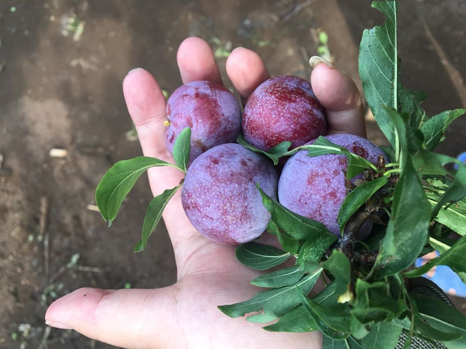 Chị Hoài (một người bán hàng online ở Hà Nội) cho biết, dù giá thành cao nhưng mận Pu Nhi Sơn La luôn trong tình trạng cháy hàng.