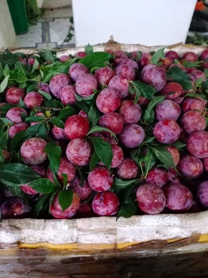 Thậm chí, nhiều người bán cũng không nhập được nhiều mận để cung cấp cho thị trường.