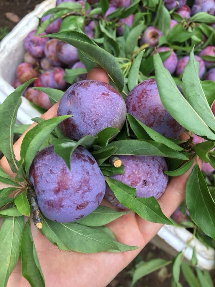 Mận Pu Nhi thực chất là quả của những cây mận được trồng ở đồi Pu Nhi (huyện Sông Mã, tỉnh Sơn La).