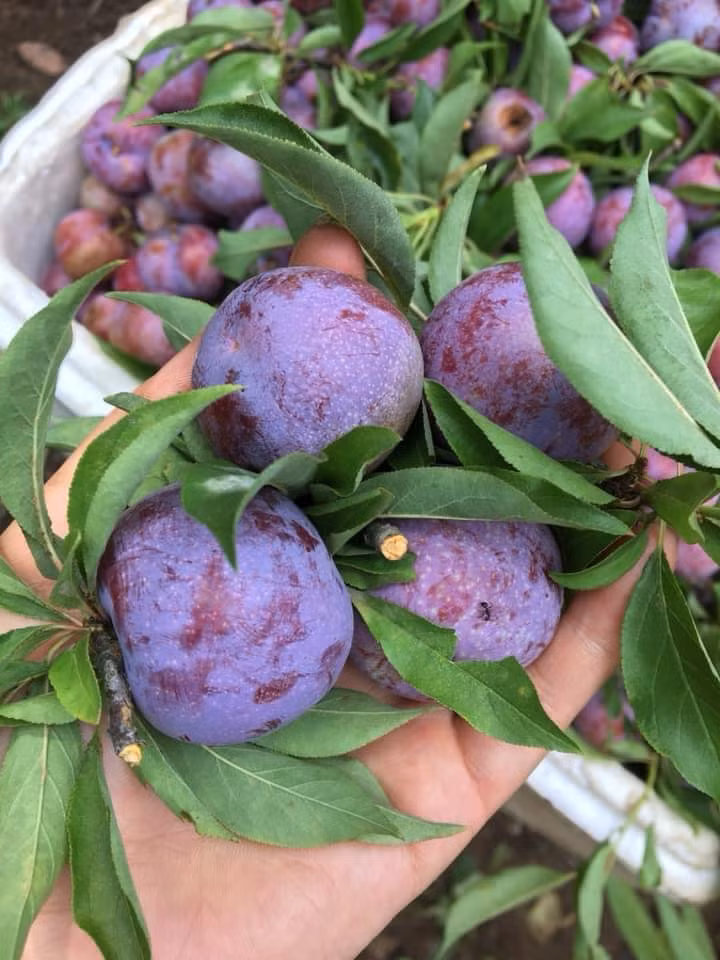 Mận Pu Nhi thực chất là quả của những cây mận được trồng ở đồi Pu Nhi (huyện Sông Mã, tỉnh Sơn La).