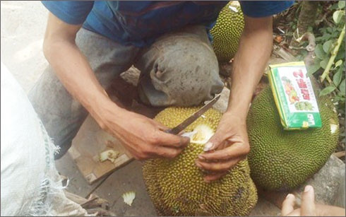 Thay vì những cách làm truyền thống như đóng cọc, phơi nắng, bôi vôi vào đầu cuống, một số tiểu thương làm mít chín siêu tốc bằng cách bơm hóa chất trực tiếp vào những trái mít non.