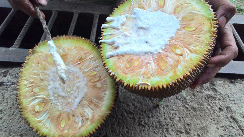 Mít chín cây khi bổ ra ít mủ và không có mủ trắng trong khi mít tiêm thuốc có những dòng mủ trắng chảy ra từ trong ruột mít, do tác động của thuốc.