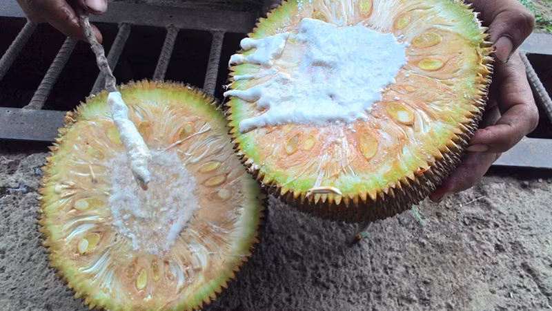 Mít chín cây khi bổ ra ít mủ và không có mủ trắng trong khi mít tiêm thuốc có những dòng mủ trắng chảy ra từ trong ruột mít, do tác động của thuốc.