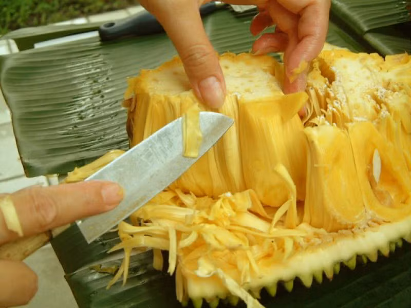 Ngoài ra, bạn cũng có thể dựa vào hương thơm tự nhiên của mít để phân biệt mít tự nhiên và mít được tiêm hóa chất. Mít chín cây thường có mùi thơm đặc trưng, đi từ xa đã có thể cảm nhận được.