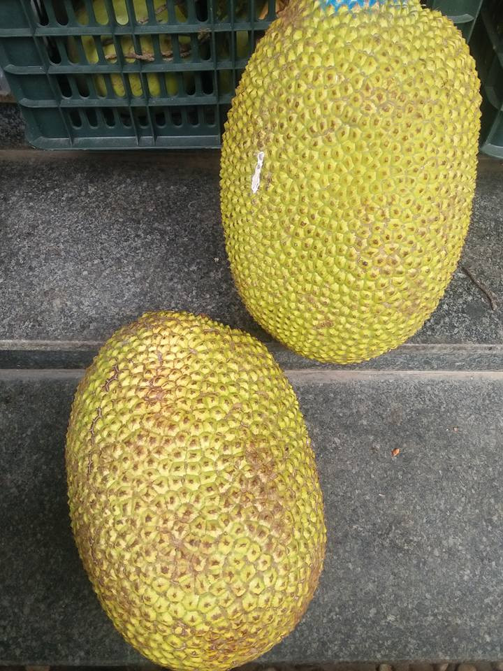 Quả mít chín tự nhiên thân thường rất mềm. Mắt mít nở to, gai không nhọn và thưa hơn so với lúc mít còn xanh. Trong khi đó quả mít chín ép có gai nhọn, rất cứng và dày.