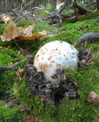 Để tìm được loại nấm này, người nông dân Nhật Bản phải đào lớp lá mục vì nó ẩn mình sát đất. Ảnh: Getty.