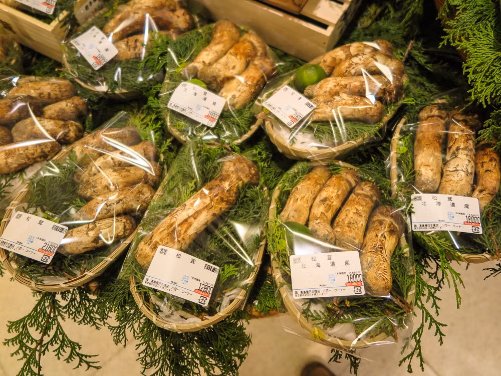 Nấm Tùng Nhung chỉ mọc vào tháng 8 hàng năm. Hết tháng 8, nấm sẽ không mọc lên nữa. Đặc biệt, khi cây nấm được nhổ đi thì chỗ đó không bao giờ mọc thêm cây nấm nào nữa. Ảnh: Japan All Over.