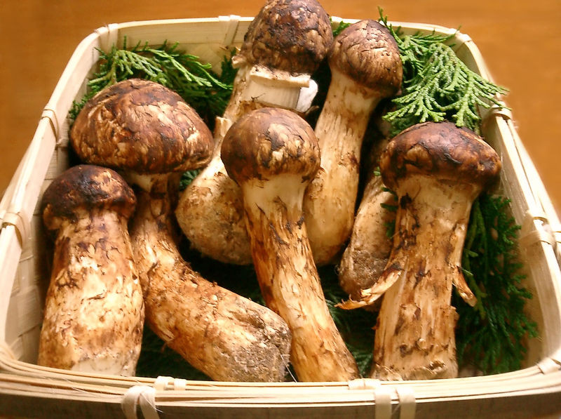 Tại Nhật Bản, giá nấm matsutake phụ thuộc vào chất lượng, thời điểm và nguồn gốc. Ảnh: Wiki.