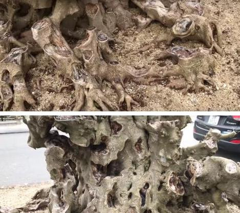  Cây cảnh này thuộc dòng dòng sanh Nam Điền, đã được làm rất công phu tạo ra phôi giống như quả núi, rễ cây cũng được can thiệp tạo sẹo, giống như những ngọn non bộ nhấp nhô ở phía dưới gốc cây. Ảnh: Đất Việt