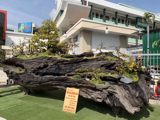Cây mai vàng cổ 50 năm trên thân cây gỗ sao đen dài hơn 6m, nặng hơn 6 tấn có giá lên đến 950 triệu đồng đã thu hút được sự chú ý của nhiều người. Ảnh: Dân Việt.