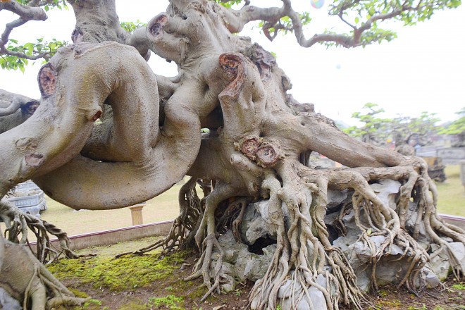 Trước đây, có người đã trả 1,4 triệu USD (tương ứng 30 tỷ đồng) nhưng ông Toàn không bán bởi ông coi cây như báu vật trong nhà. Ảnh: Người đưa tin.