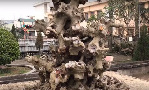 Tại triển lãm, chủ nhân phát giá phôi cây này lên tới 4 tỷ đồng, có người đã đến và trả giá 2 tỷ đồng. Ảnh: Giadinhnet.