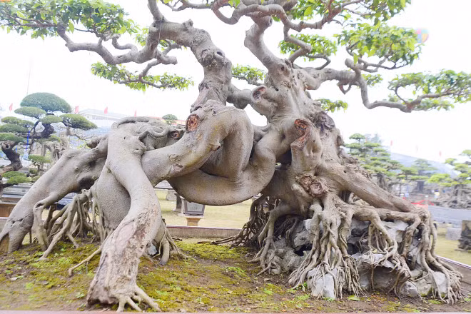 Trong số những siêu cây mà đại gia Toàn "đô la" sở hữu không thể không kể đến siêu cây sanh "Ngọa hổ tàng long" với dáng hình đầu hổ, mình có hình rồng, toát lên sự uy quyền mạnh mẽ. Ảnh: Người đưa tin.