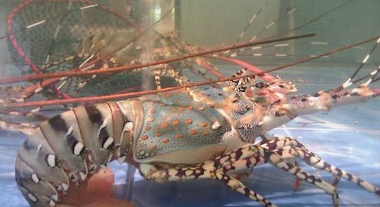 Khi chế biến, tôm sạch thường có ít nước, thịt tôm chắc, ăn thơm ngon, có vị ngọt của tôm.