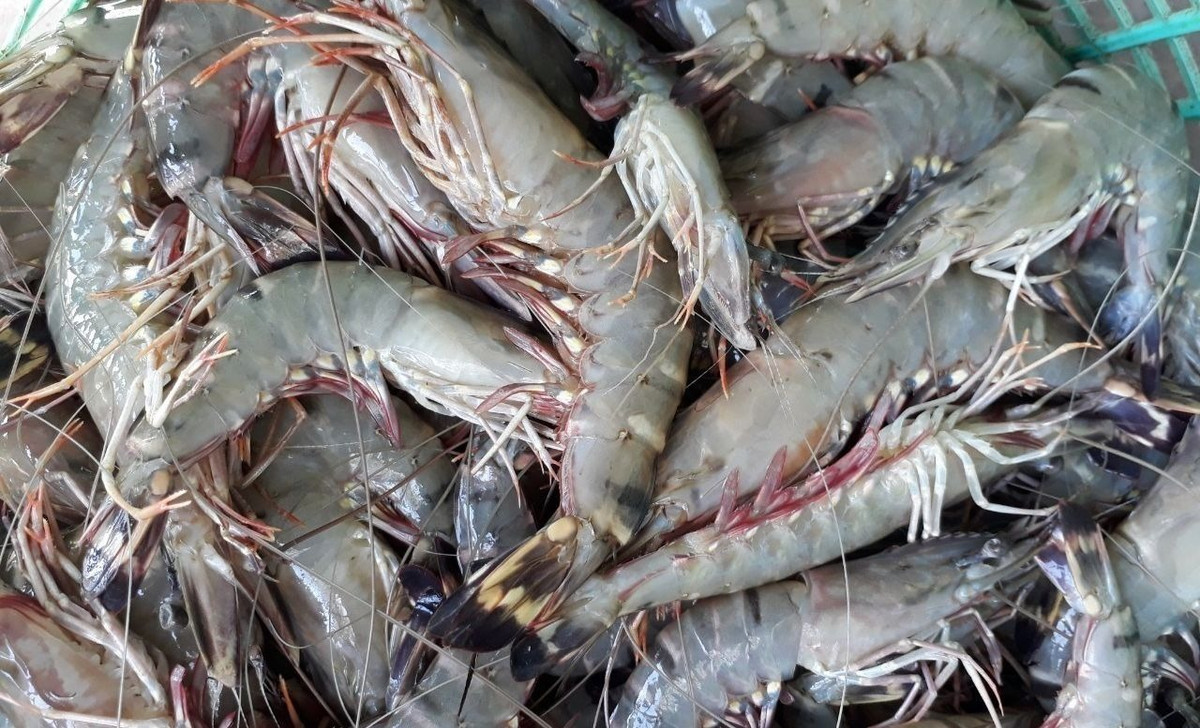 Trái lại, tôm bơm khi nấu chảy nhiều nước, thịt tôm bị teo lại. Nếu là tôm bị bơm thạch, khi nấu chín, bóc vỏ tôm ra sẽ thấy lớp rau câu nằm giữa lớp thịt và vỏ tôm.