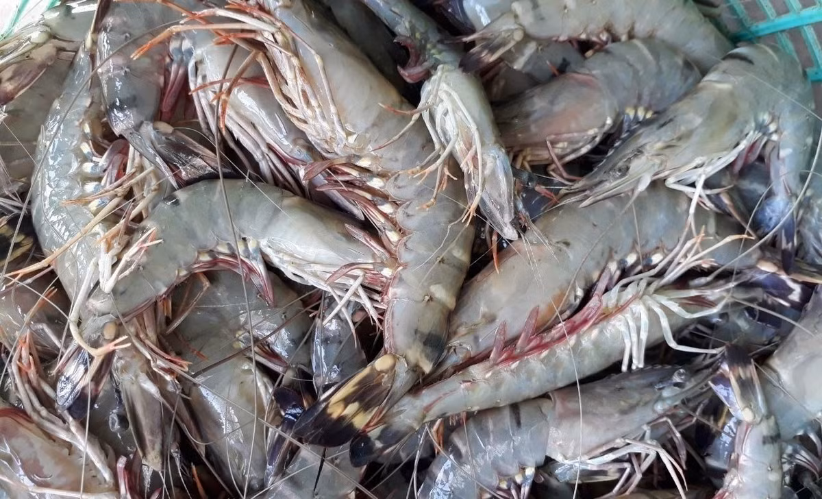 Trái lại, tôm bơm khi nấu chảy nhiều nước, thịt tôm bị teo lại. Nếu là tôm bị bơm thạch, khi nấu chín, bóc vỏ tôm ra sẽ thấy lớp rau câu nằm giữa lớp thịt và vỏ tôm.