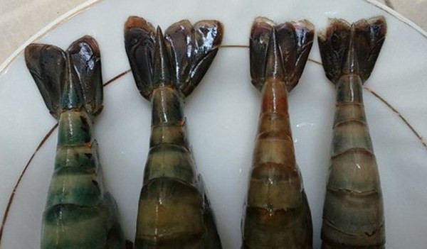 Một đặc điểm dễ nhận biết nữa là tôm bơm tạp chất thường xòe đuôi, trong khi đuôi tôm sạch thường cúp xuống.