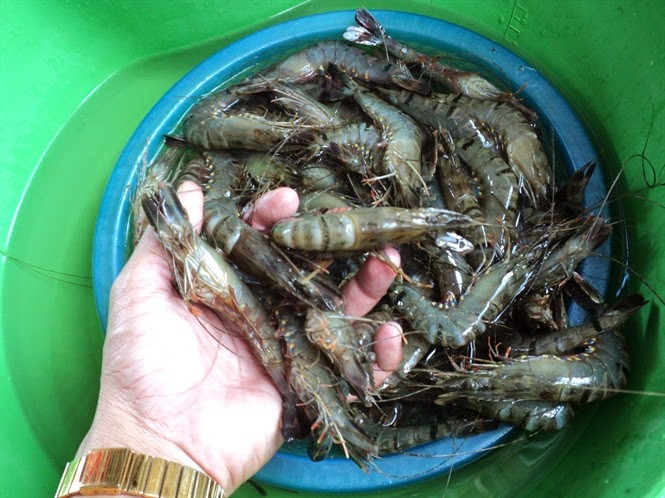 Trường hợp mua tôm đông lạnh, chị em nội trợ nên kéo thẳng tôm ra. Nếu các khớp nối giữa các đốt khít thì là tôm mới, còn khớp rộng tức là tôm đã để đông lạnh quá lâu.