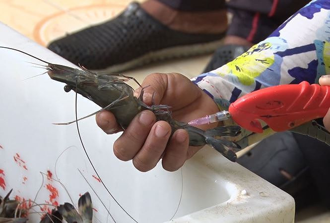 Mach chi em nhan biet tom bom tap chat voi tom sach chuan nhat