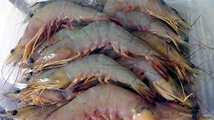 Bên cạnh đó, người tiêu dùng mua tôm nên chọn các loại tôm tươi đang nhảy hoặc đang bơi, chân và càng không bị gãy. Vỏ tôm sáng bóng, thịt trong gắn chặt vào vỏ.