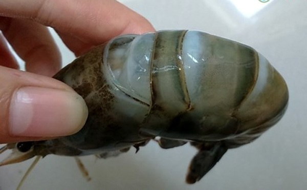 Dù vậy, người mua vẫn có thể phân biệt được thông qua một số đặc điểm trên tôm.