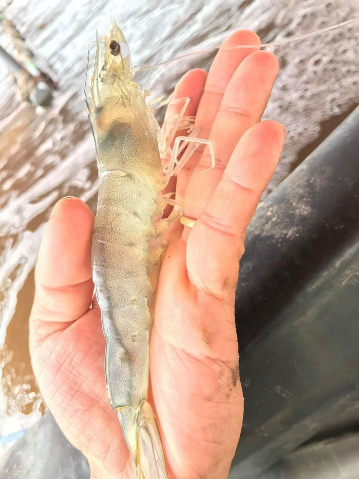 Không nên chọn tôm khi vỏ đã chuyển qua màu hồng, vì tôm đó rất dễ ươn. Với tôm he, cần chọn tôm còn sống, vỏ có màu hồng trắng, mắt xanh đen. Nguồn ảnh: Internet Video: Tôm hùm rớt giá kỷ lục. Nguồn: VTC1.