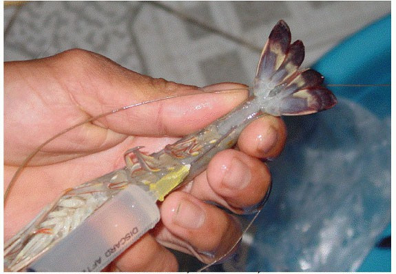 Mang tôm sạch thường mềm, phẳng còn mang tôm bơm tạp chất cứng và căng phồng.