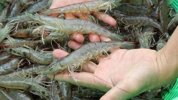 Tôm sạch thường có thân mềm, cong trong khi tôm bơm tạp chất có mang cứng, thẳng đơ.