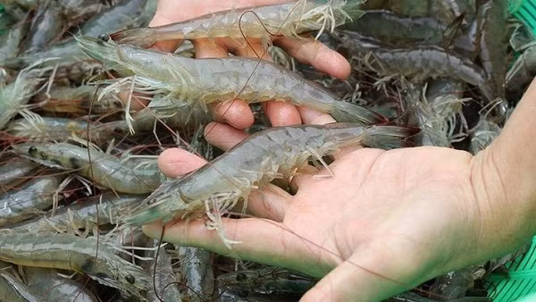 Tôm sạch thường có thân mềm, cong trong khi tôm bơm tạp chất có mang cứng, thẳng đơ.