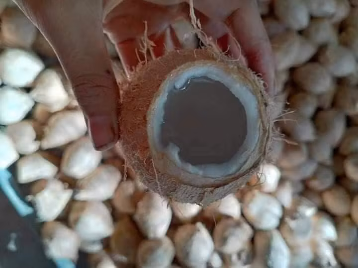 Dù bé nhưng loại dừa này ngọt lịm, phần cùi thơm béo ngậy nên nhiều khách đặt mua 50-100 quả về uống dần. Nguồn ảnh: Facebook Video: Nhẫn tâm dùng hóa chất ép chín sầu riêng. Nguồn: VTC1