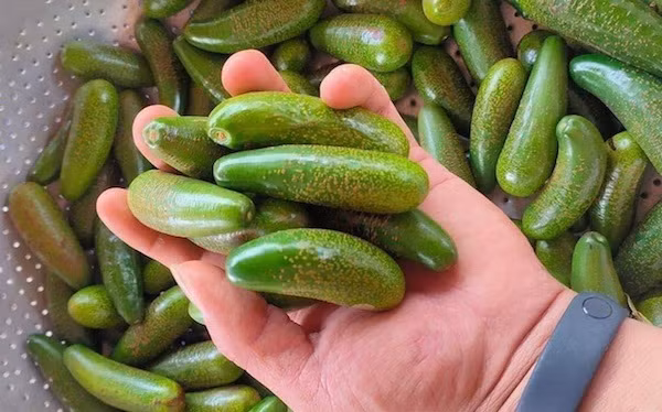 Khoảng tháng 4, tháng 5 vừa qua, chợ mạng lại xôn xao với loại bơ mini, kích thước chỉ bằng 3 ngón tay.