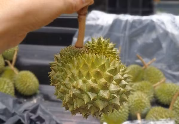 So với giá sầu riêng trong nước thì sầu riêng mini Thái Lan đắt hơn gấp 1,5-2 lần.