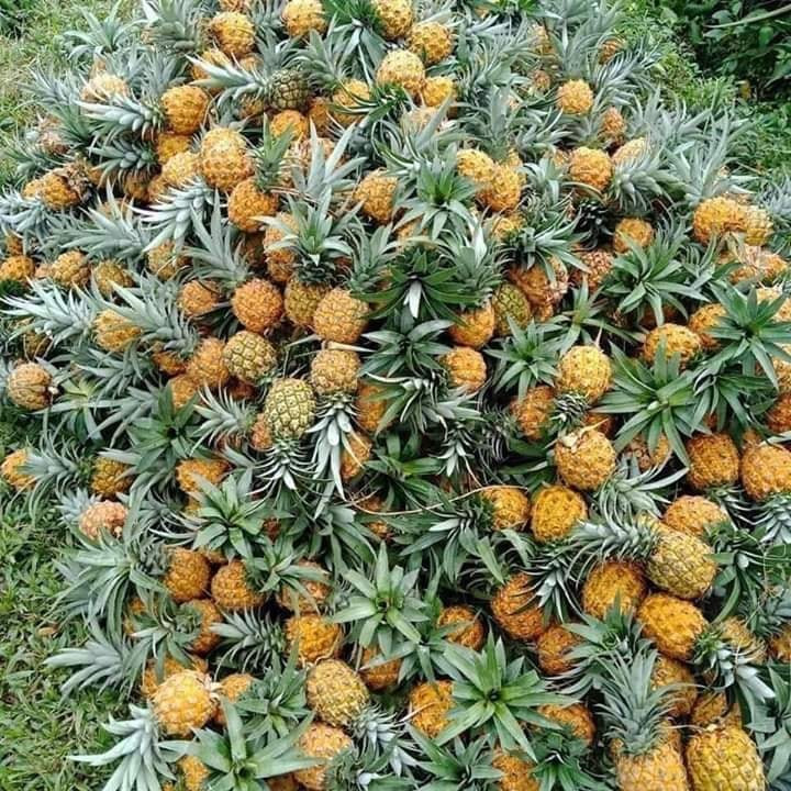 Theo người bán, loại dứa mini này nhập từ Thái Lan về. Nếu như dứa Việt một trái nặng cả kg thì loại này 15 trái mới được một kg.