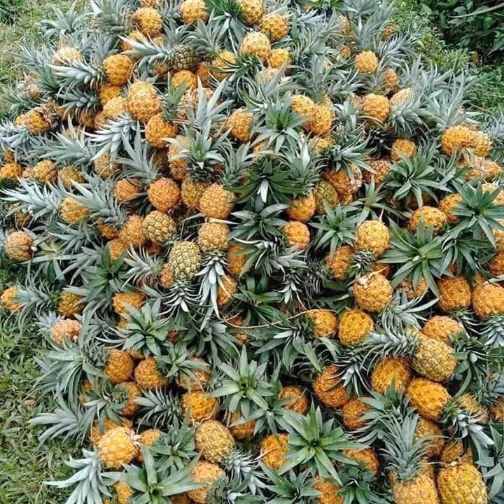 Theo người bán, loại dứa mini này nhập từ Thái Lan về. Nếu như dứa Việt một trái nặng cả kg thì loại này 15 trái mới được một kg.