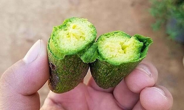 Mỗi quả bơ mini chỉ khoảng 100-200gram, không hạt, vị ngọt, ít béo ngậy. Giá bán 45.000 đồng - 50.000 đồng/kg.