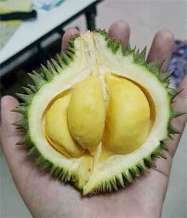 Dù không phải mới song sầu riêng mini vẫn bán chạy. Nhiều người phải đặt trước vài hôm mới có hàng.