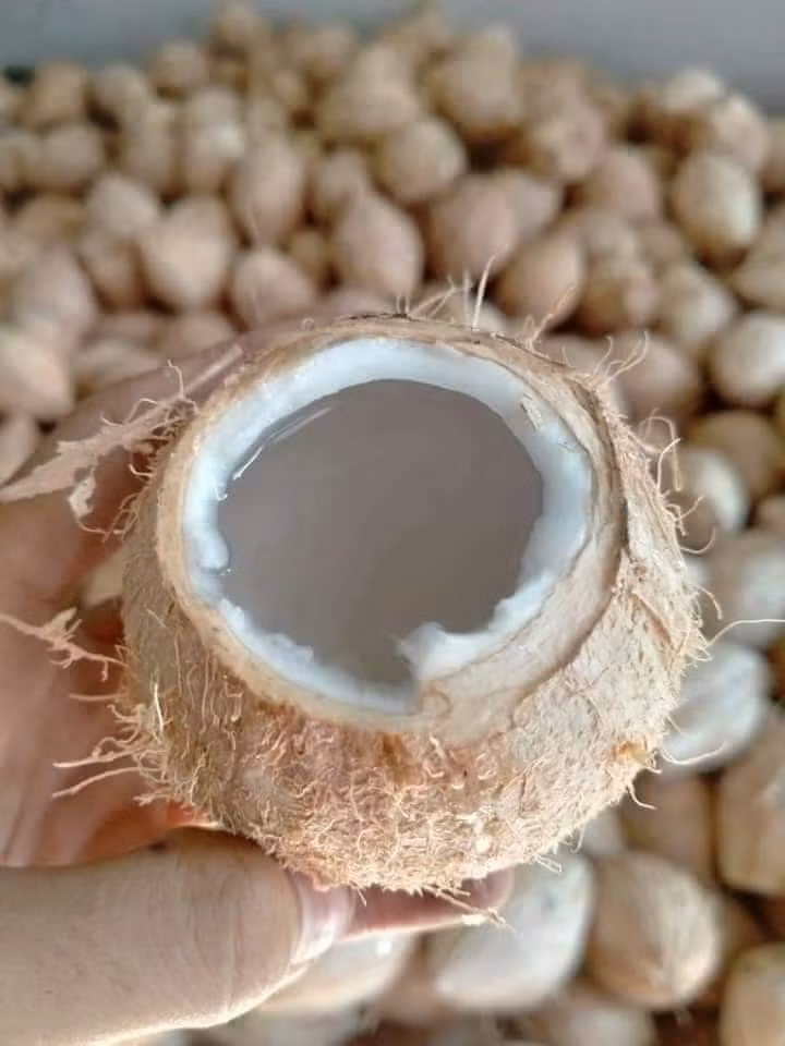 Những ngày nắng nóng đỉnh điểm lên tới 40 độ C, dân buôn dừa tí hon được dịp hốt bạc khi bán hết hàng ngàn quả.