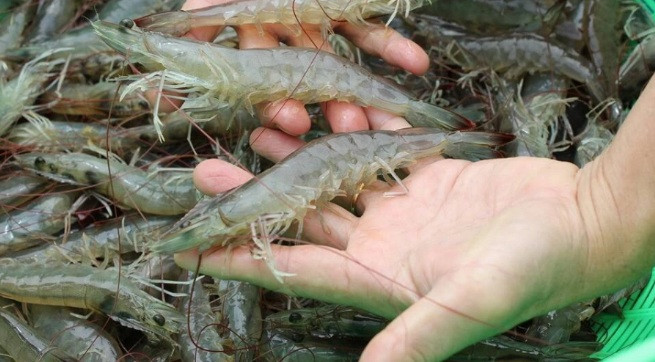 Cach chon tom khong hoa chat: Nhin dung mot diem, mua 10 con ngon ca 10