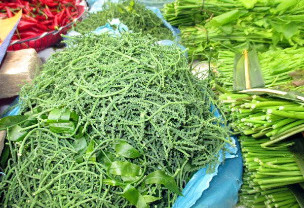 Tuy nhiên, nếu như một cây rau ngót rừng có thể thu được 10kg thì hoa rau ngót một cây chỉ hái được khoảng 1kg. Ảnh minh họa.