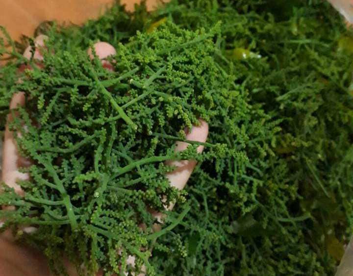 Mấy năm gần đây, hoa rau ngót rừng được người dân Hà thành đặc biệt ưa thích dù lên tới 200.000, thậm chí có lúc 300.000 đồng/kg? Ảnh: Vietnamnet.