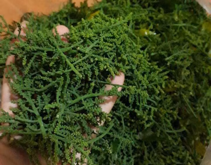 Mấy năm gần đây, hoa rau ngót rừng được người dân Hà thành đặc biệt ưa thích dù lên tới 200.000, thậm chí có lúc 300.000 đồng/kg? Ảnh: Vietnamnet.