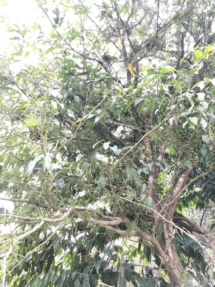 Cây ngót rừng thuộc họ thân gõ, mọc trên vùng núi đá. Khoảng tháng 3-4 cho thu hoạch ngọn, lá và cả những chùm hoa ngót li ti màu xanh. Ảnh: Facebook.