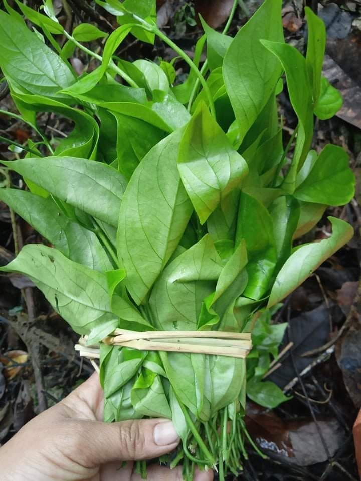 Hoa rau ngót rừng mua về cứ thế bỏ cả chùm vào nấu canh hoặc xào, còn nếu để đồ xôi thì cắt nhỏ, không phải bỏ bất cứ một cái gì. Ảnh minh họa.