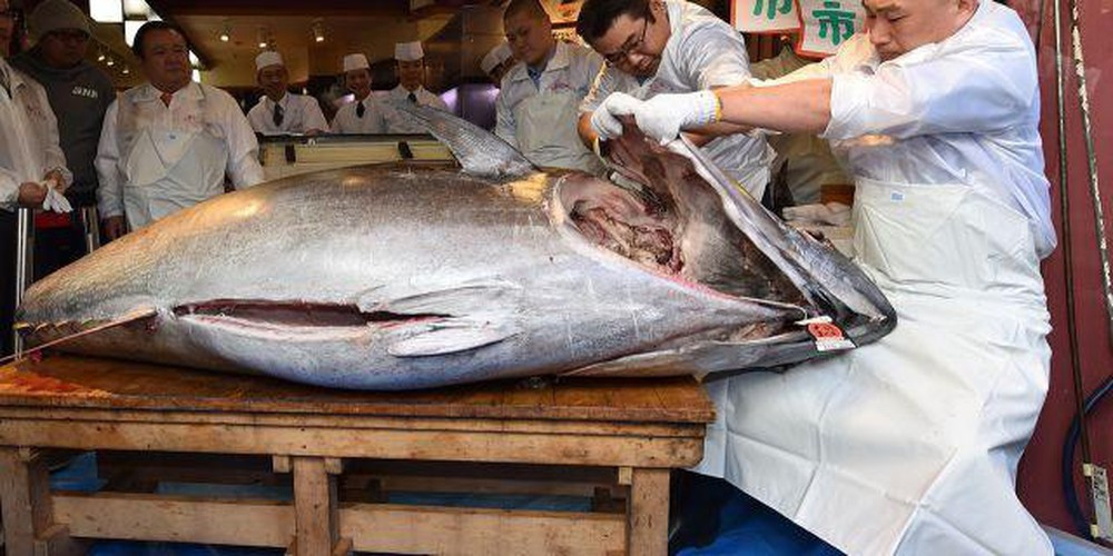 Với nhu cầu ngày càng tăng, việc đánh bắt quá mức khiến cá ngừ toàn cầu giảm 60% trong khoảng thời gian từ năm 1997 đến 2007. Đứng trước nguy cơ bị tuyệt chủng, chính phủ Nhật đã áp hạn ngạch khai thác chỉ 14.200 tấn mỗi năm.