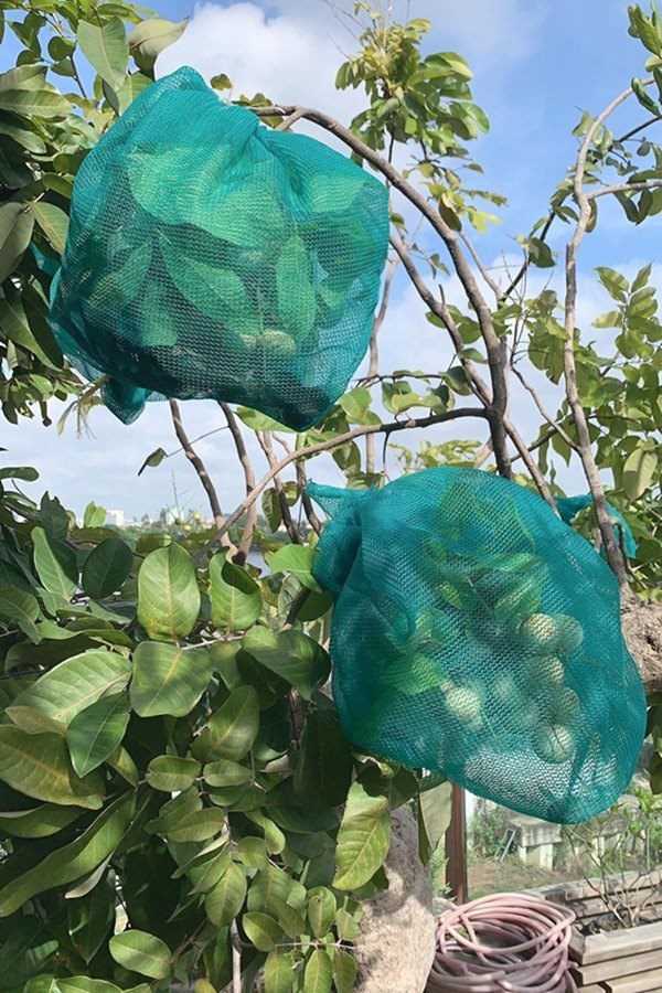 Cô cẩn thận bọc lưới để tránh côn trùng phá. Ảnh: Giadinhnet.
