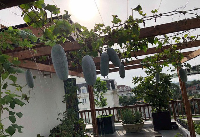 Giàn bí xanh quả sai trĩu trịt ăn không hết nên Phương Lê thường cắt cho bạn bè, người quen. Ảnh: Giadinhnet.