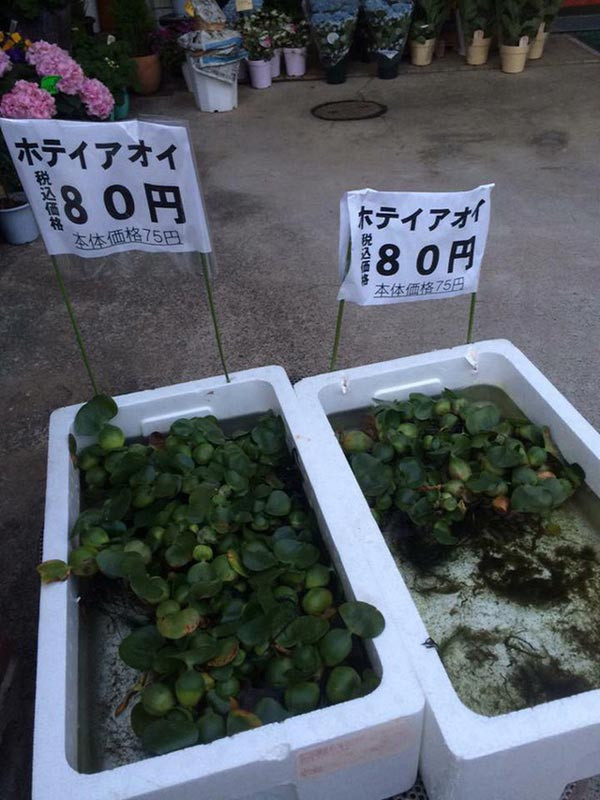 Tại Việt Nam, bèo tây không phải là sản phẩm có giá trị, chúng được dùng để thả bể cá hay cho lợn ăn. Ấy thế mà sang Nhật Bản, nó bỗng trở thành một món hàng được tách lẻ, bán theo cây với giá cao. Ảnh: Facebook.