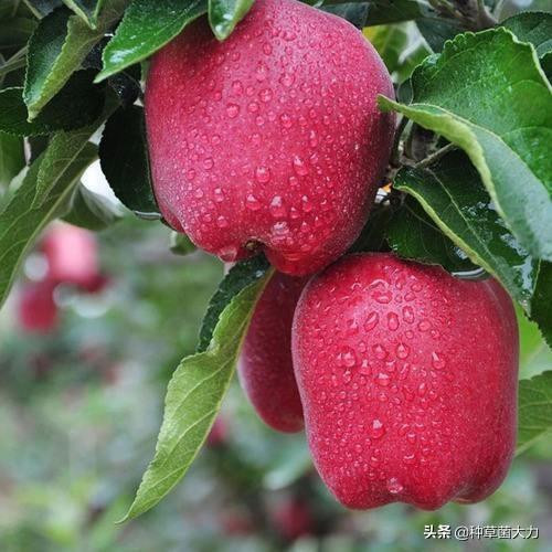 Loại táo này trồng tại vùng Thiên Thuỷ (tỉnh Cam Túc, Trung Quốc). Nguồn ảnh: Toutiao Video: Gà trống mạ vàng - quà Tết sang trọng. Nguồn: Youtube.