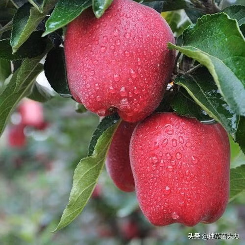 Loại táo này trồng tại vùng Thiên Thuỷ (tỉnh Cam Túc, Trung Quốc). Nguồn ảnh: Toutiao Video: Gà trống mạ vàng - quà Tết sang trọng. Nguồn: Youtube.