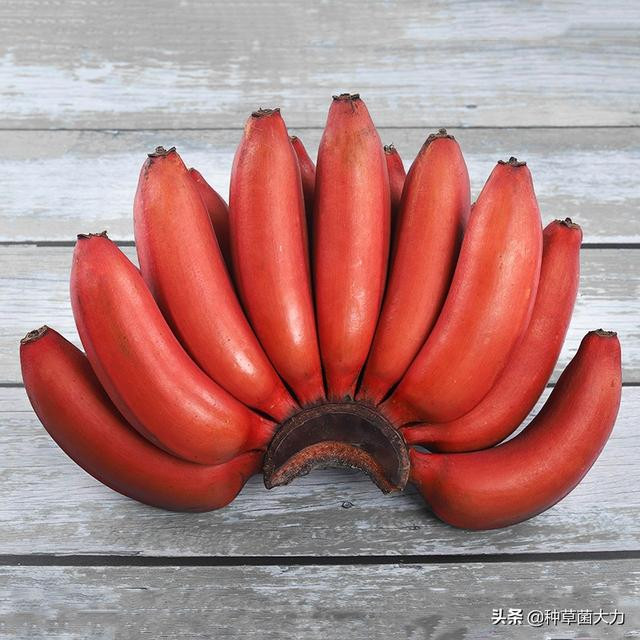 Chuối đỏ Nam Dương được nhiều người Trung Quốc săn lùng mỗi dịp Tết đến mởi có màu đỏ, có mùi thơm hương hoa lan rất đặc biệt.